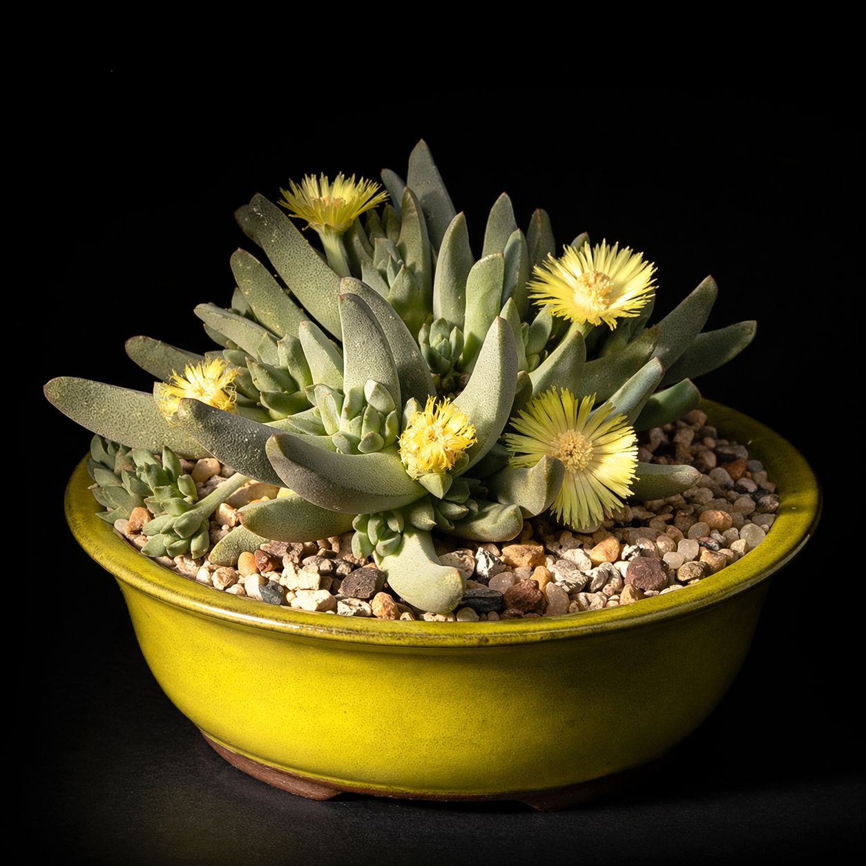 Cheiridopsis gamoepensis - 5 Seed Pack