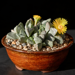 Cheiridopsis herrei - 5 Seed Pack