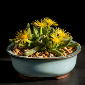 Cheiridopsis pilosula - 10 Seed Pack
