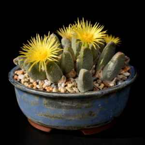 Cheiridopsis ponderosa - 5 Seed Pack