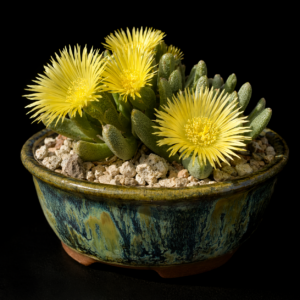 Cheiridopsis rudis - 5 Seed Pack