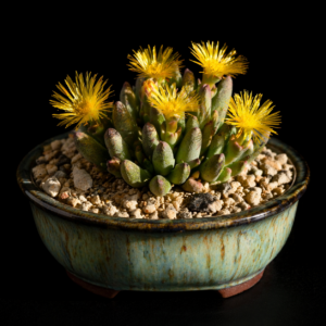 Cheiridopsis turbinata (Cheiridopsis peersii) - 5 Seed Pack