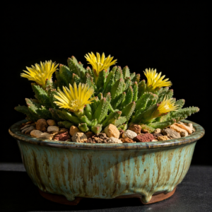 Cheiridopsis umdausensis - Whitewart Clockfig - 5 Seed Pack