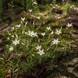 Chironia albiflora - Pondo Chiron - 5 Seed Pack