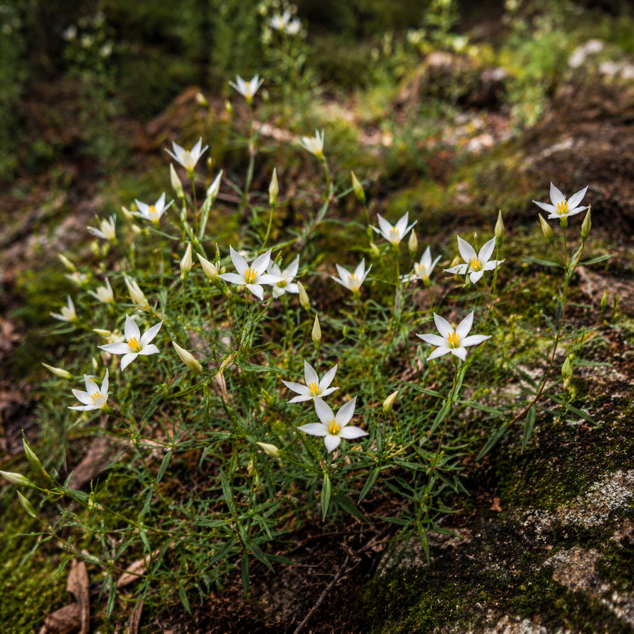 Chironia albiflora - Pondo Chiron - 5 Seed Pack