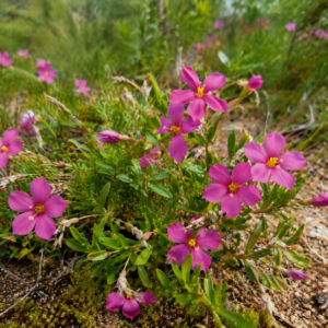 Chironia decumbens - Sprawling Chiron - 5 Seed Pack