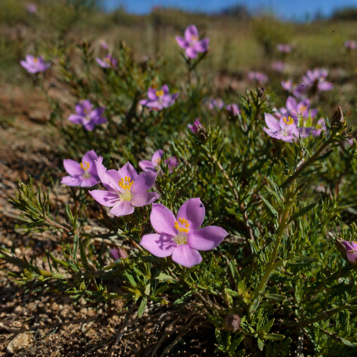 Chironia linoides subsp. emarginata (Chironia emarginata) - 5 Seed Pack