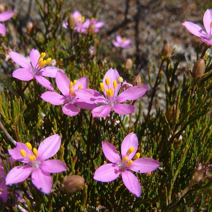 Chironia linoides ssp. linoides - 5 Seed Pack