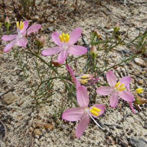 Chironia linoides ssp. macrocalyx (Chironia gracilis var. macrocalyx) - 5 Seed Pack