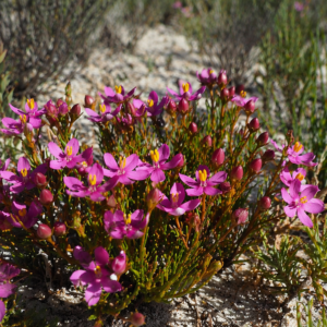 Chironia linoides ssp. nana - Stream Chiron - 5 Seed Pack