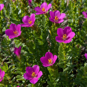Chironia melampyrifolia - Stream Chirona; Bitterwortel - 5 Seed Pack