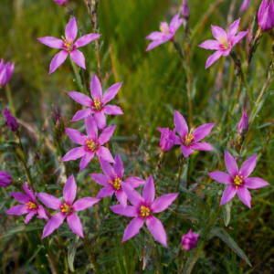 Chironia palustris subsp. transvaalensis - Transvaal Chironia; Bitterwortel - 5 Seed Pack