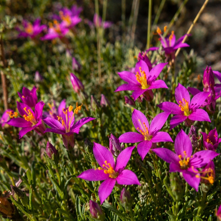 Chironia purpurascens ssp. humilis - Dwarf Chironia - 5 Seed Pack