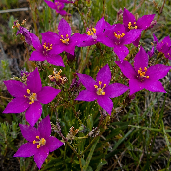 Chironia purpurascens subsp. purpurascens - 5 Seed Pack