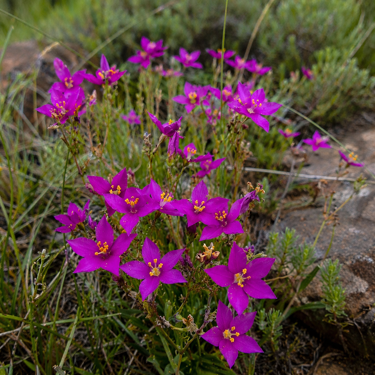 Chironia purpurascens subsp. purpurascens - 5 Seed Pack - Image 2