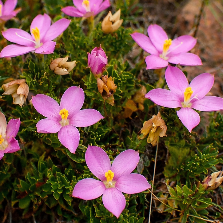 Chironia serpyllifolia - 5 Seed Pack