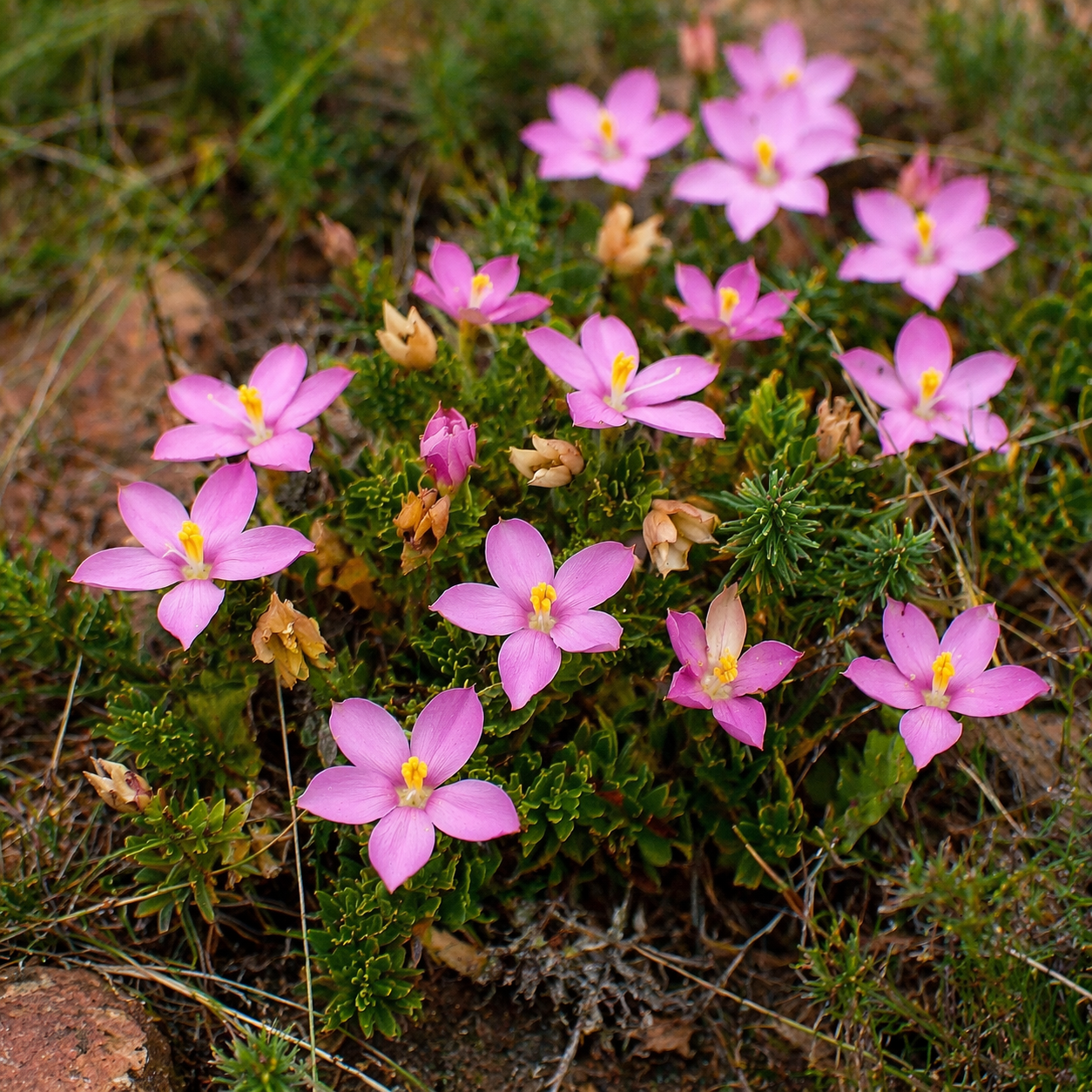 Chironia serpyllifolia - 5 Seed Pack - Image 2