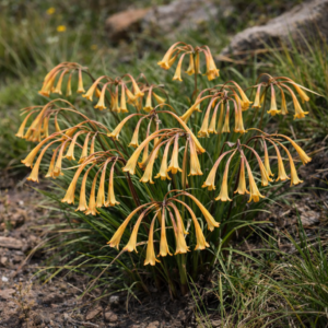 Cyrtanthus attenuatus - 5 Seed Pack