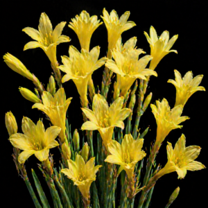 Cyrtanthus aureolinus - Curved Firelily - 5 Seed Pack