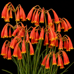 Cyrtanthus bicolor - Curved Firelily - 5 Seed Pack