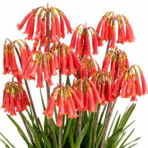 Cyrtanthus carneus - Droopy Firelily; Sandveldlelie - 5 Seed Pack