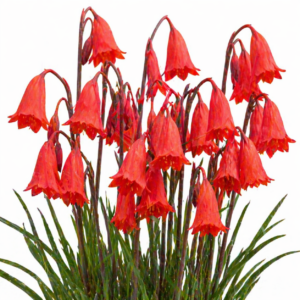 Cyrtanthus collinus - Mountain Firelily - 5 Seed Pack