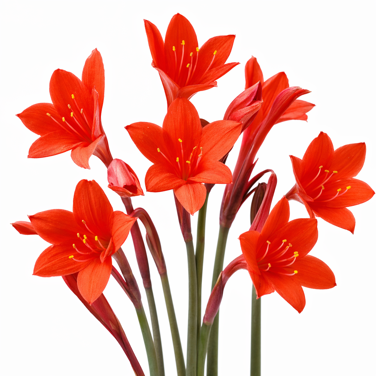 Cyrtanthus elatus - Scarborough Lily - 5 Seed Pack