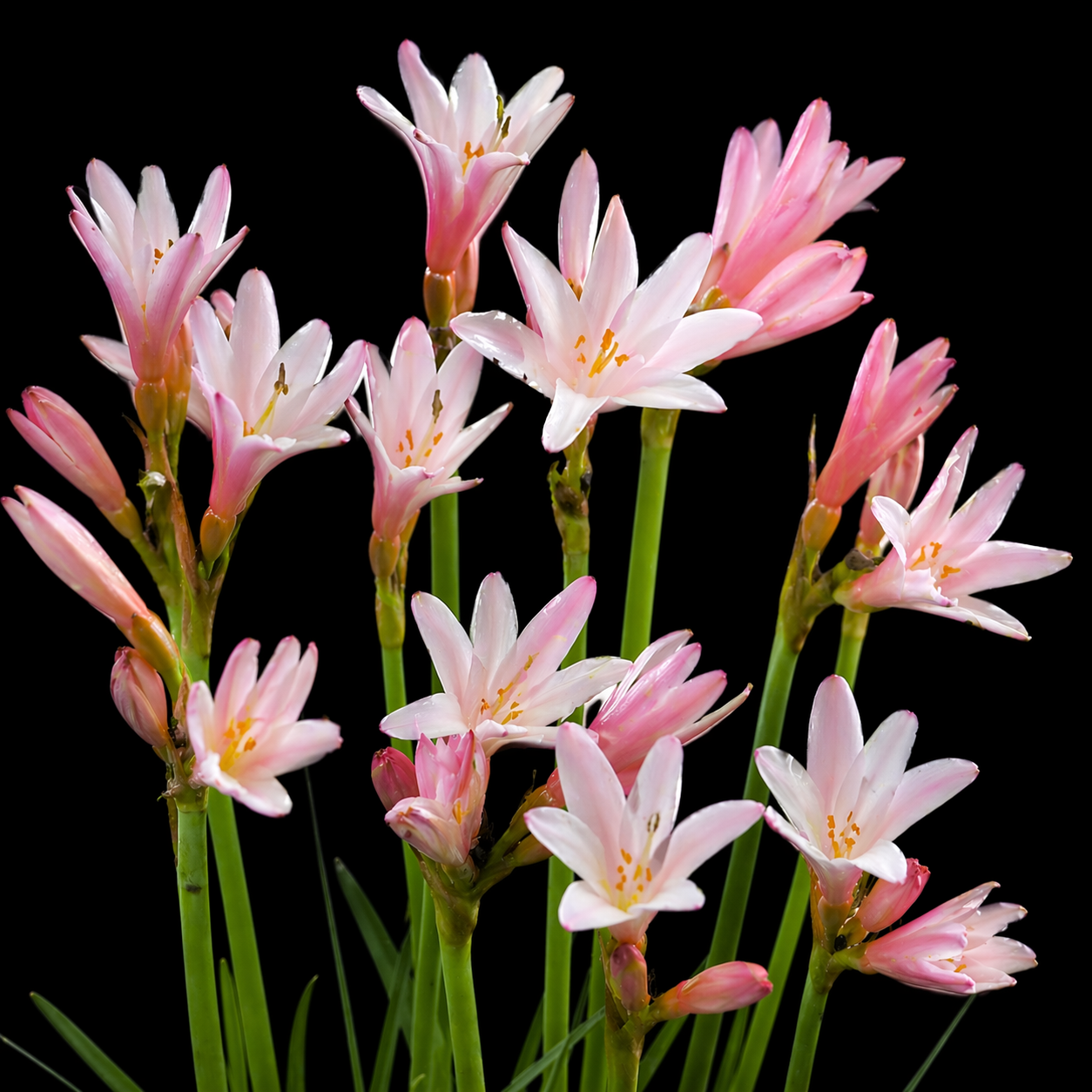 Cyrtanthus erubescens - Pink Agapanthus - 5 Seed Pack