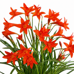 Cyrtanthus eucallus - Barberton Cyrtanthus - 5 Seed Pack