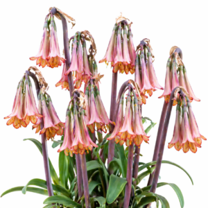 Cyrtanthus falcatus - Drakensberg Firelily - 5 Seed Pack