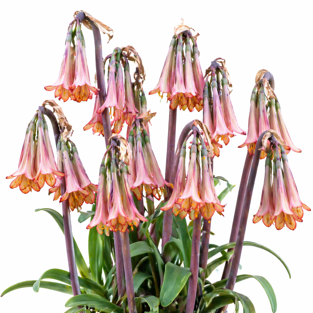 Cyrtanthus falcatus - Drakensberg Firelily - 5 Seed Pack