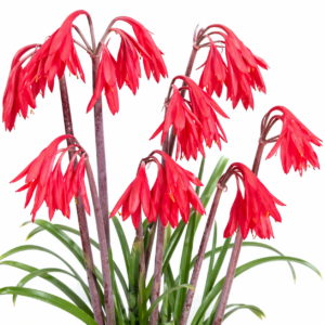 Cyrtanthus fergusoniae - Garden Route Firelily - 5 Seed Pack
