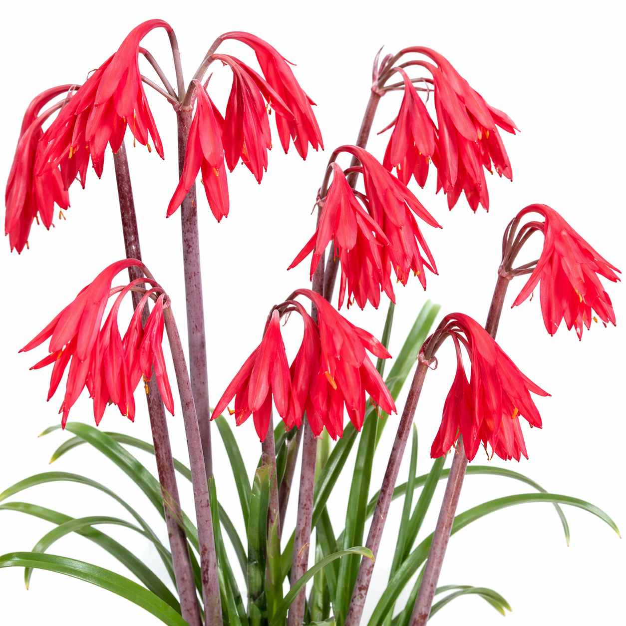 Cyrtanthus fergusoniae - Garden Route Firelily - 5 Seed Pack