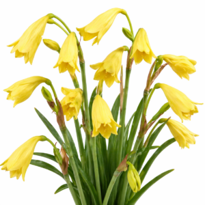 Cyrtanthus flavus - 5 Seed Pack