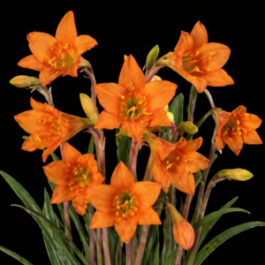 Cyrtanthus galpinii Orange - Galpins Firelily; Vuurlelie - 5 Seed Pack