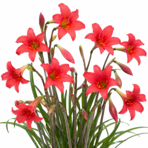Cyrtanthus galpinii Red - Fire Lily; Puruutjie - 5 Seed Pack