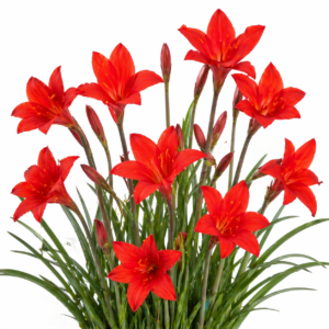 Cyrtanthus guthrieae - Bredasdorp Firelily; Bredasdorplelie - 5 Seed Pack