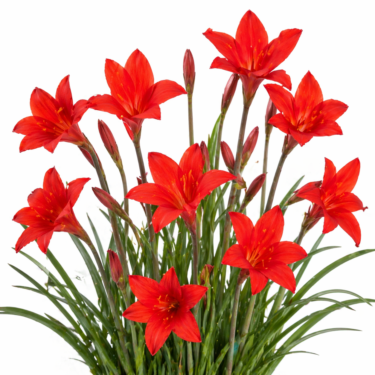 Cyrtanthus guthrieae - Bredasdorp Firelily; Bredasdorplelie - 5 Seed Pack