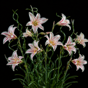 Cyrtanthus helictus - 5 Seed Pack