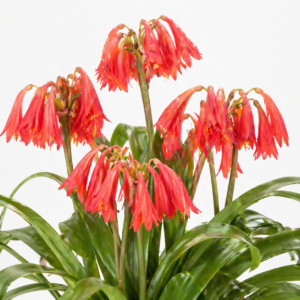 Cyrtanthus huttonii - 5 Seed Pack