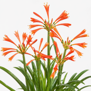 Cyrtanthus inaequalis - 5 Seed Pack