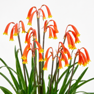 Cyrtanthus junodii - 5 Seed Pack