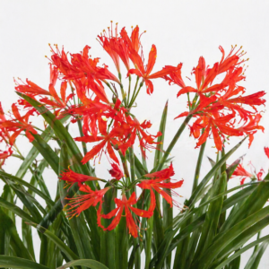 Cyrtanthus labiatus - 5 Seed Pack
