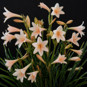 Cyrtanthus leptosiphon - Swellendam Firelily - 5 Seed Pack