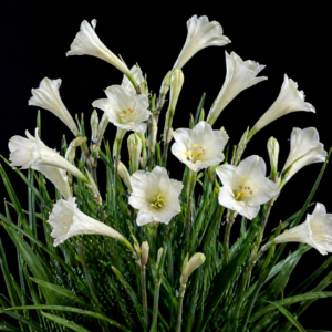 Cyrtanthus leucanthus - White Firelily; Witbergpypie - 5 Seed Pack