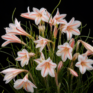 Cyrtanthus loddigesianus - Coastal Firelily; Grasveldelie - 5 Seed Pack