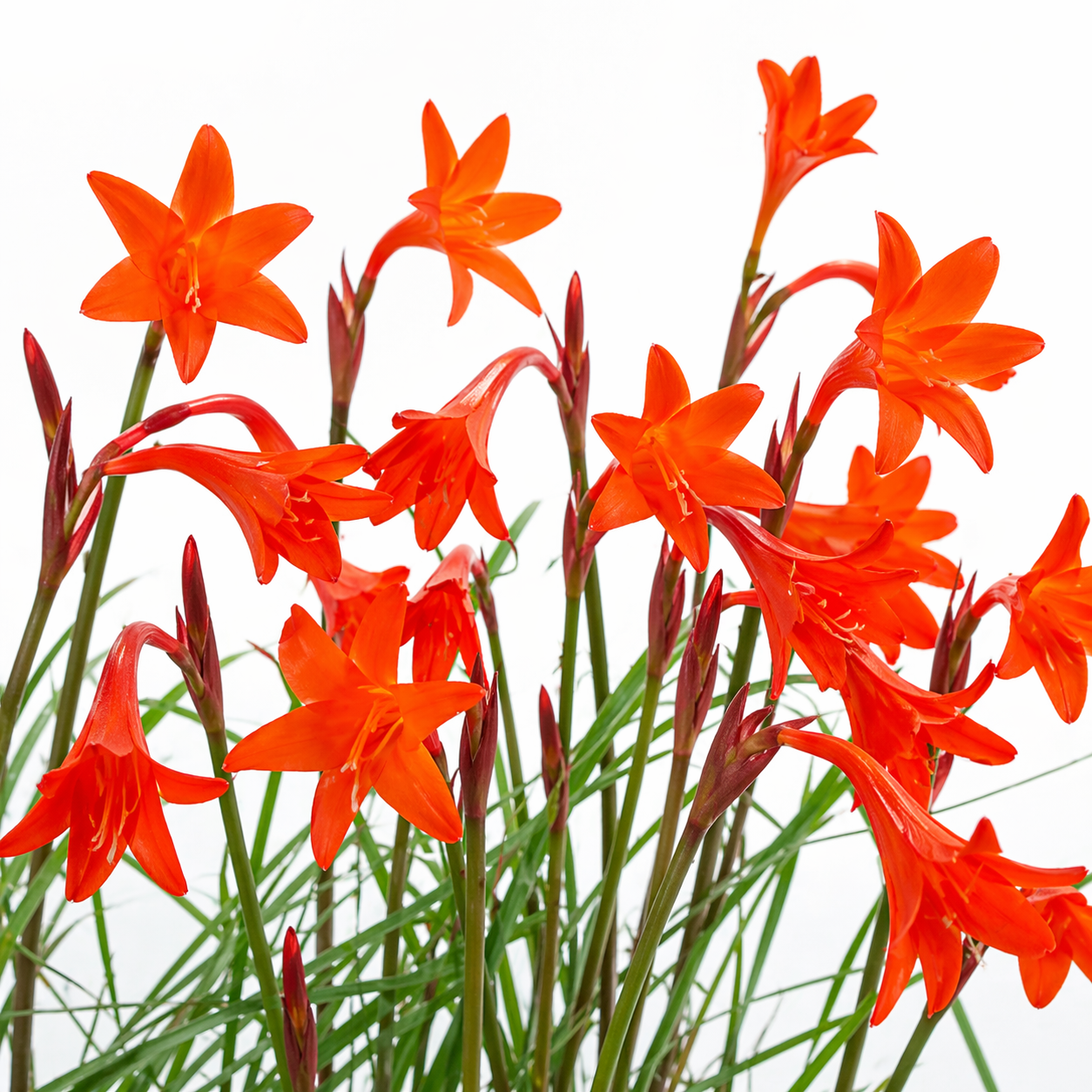 Cyrtanthus macmasteri - 5 Seed Pack