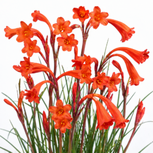 Cyrtanthus macowanii - Red Grassveld Lily - 5 Seed Pack