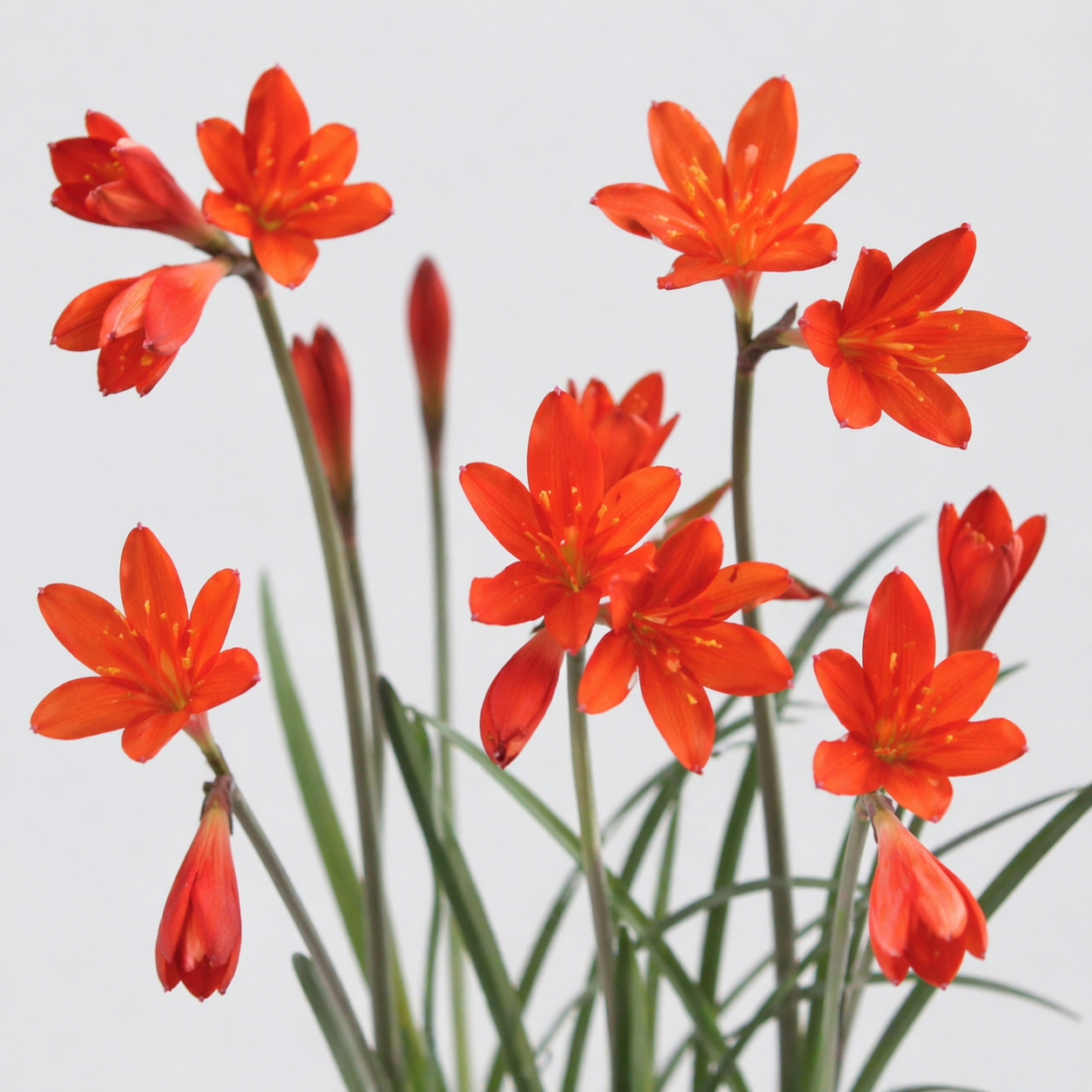 Cyrtanthus montanus - Baviaansberg Firelily - 5 Seed Pack