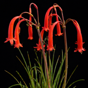 Cyrtanthus obrienii - Red Ifafa Lily - 5 Seed Pack